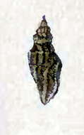 Image of Eucithara cinnamomea (Hinds 1843)