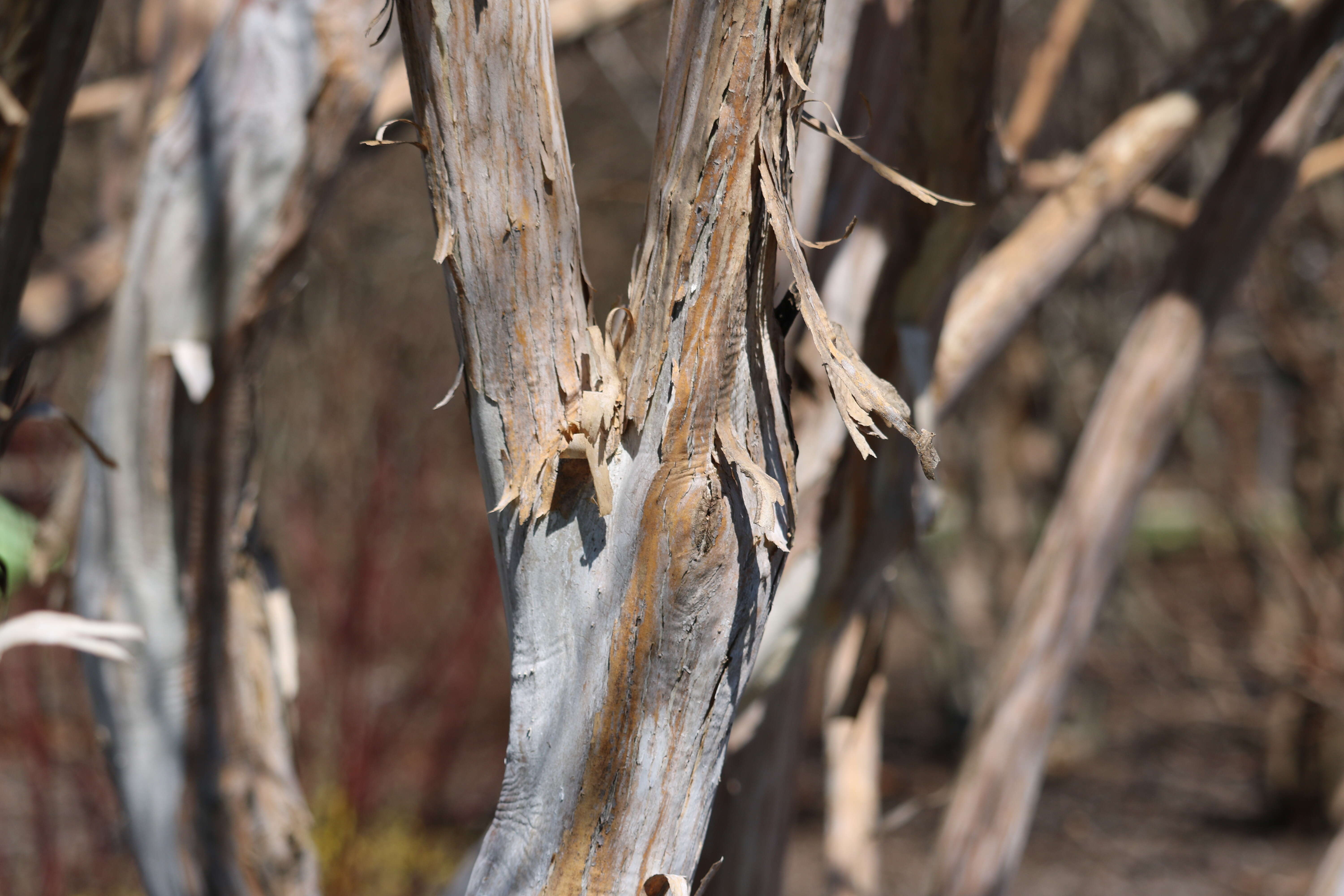 Image of Heptacodium