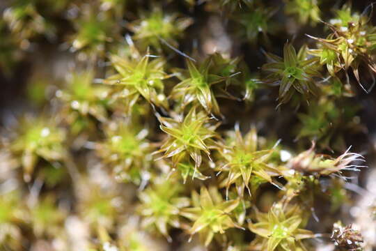 صورة Syntrichia ruralis Weber & D. Mohr 1803