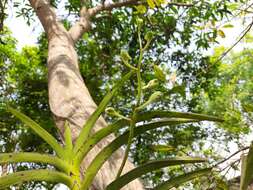 Imagem de Vanda tessellata (Roxb.) Hook. ex G. Don