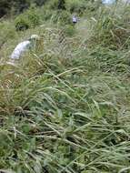 Image of ivy gourd