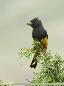 Image of White-winged Grosbeak