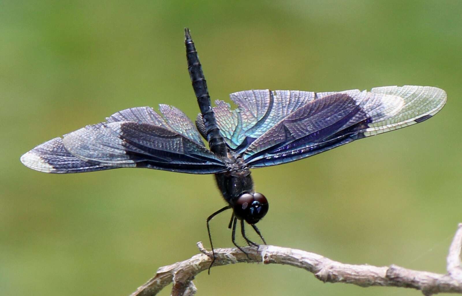 Слика од Rhyothemis fuliginosa Selys 1883