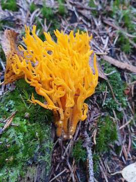 Image of Calocera viscosa (Pers.) Fr. 1821