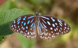 Image of Tirumala septentrionis