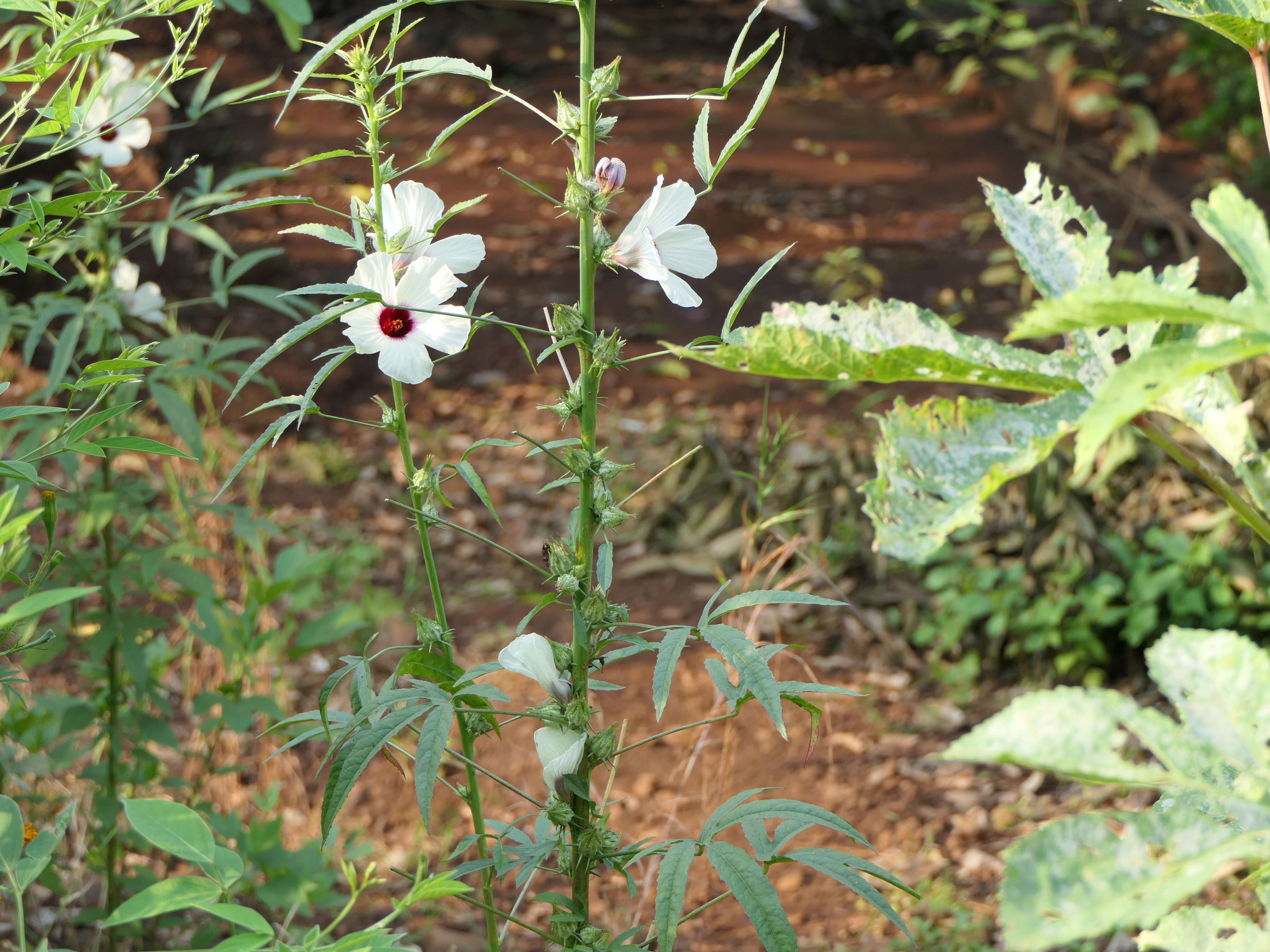 Imagem de Hibiscus cannabinus L.