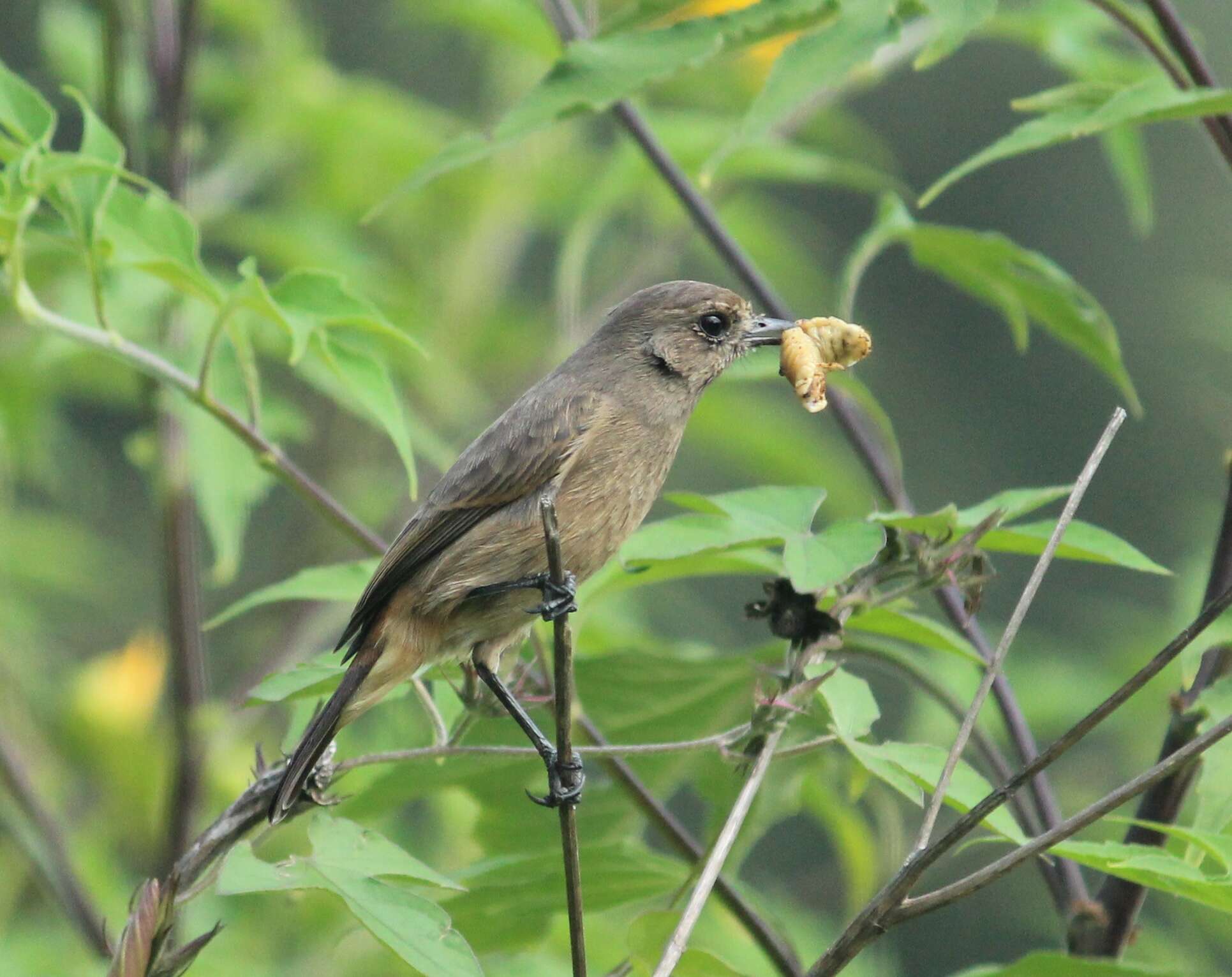 Image of Pied Bush Chat