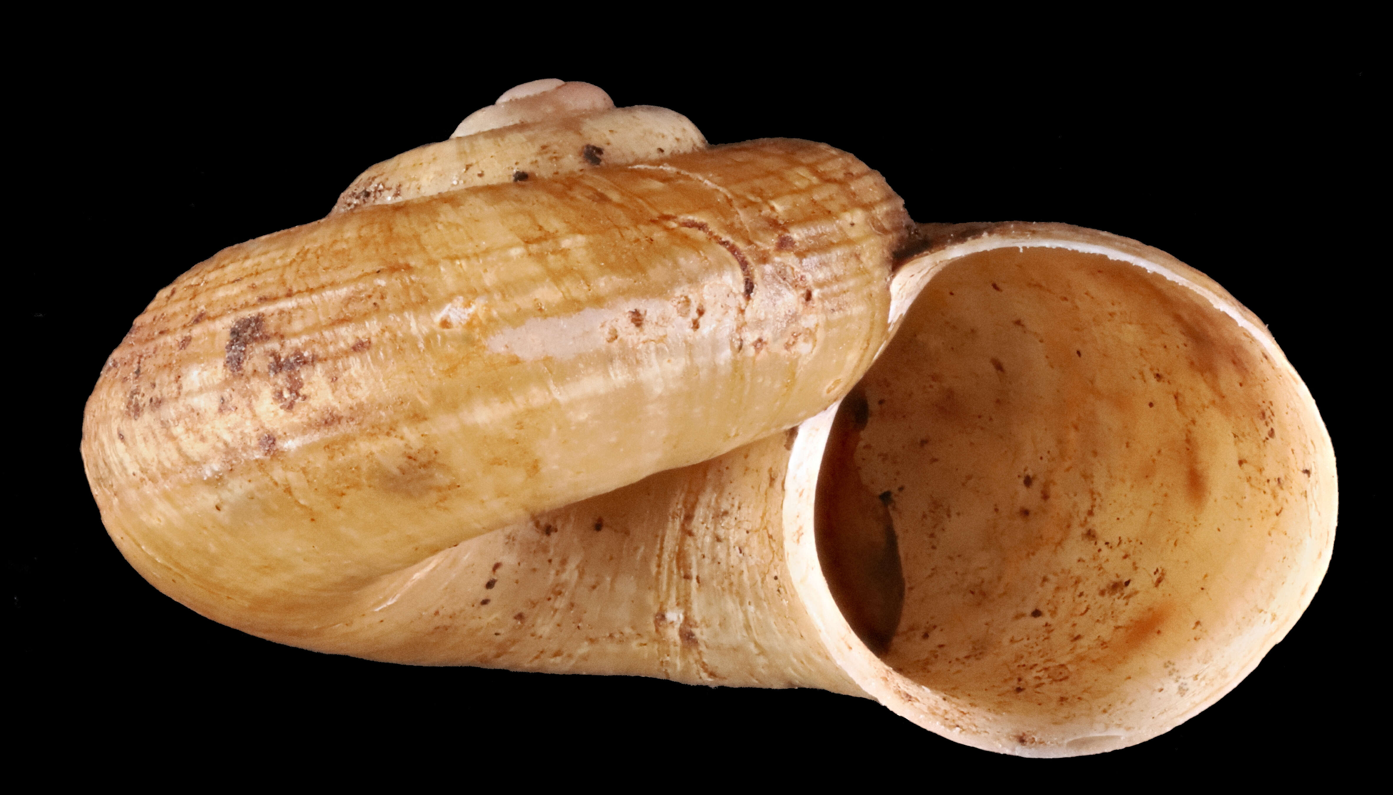 Image of Neocyclotidae
