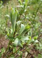 Image of Salix lapponum L.