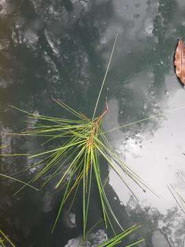 Image of Chiapas White Pine