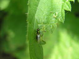 Image of Soldier fly