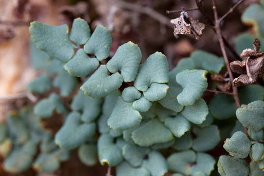 Image of false cloak fern