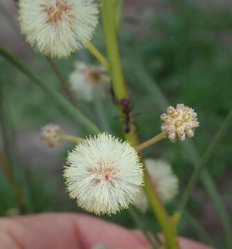 Imagem de Acacia stenophylla A. Cunn. ex Benth.