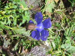 Image of Cyananthus lobatus Wall. ex Benth.