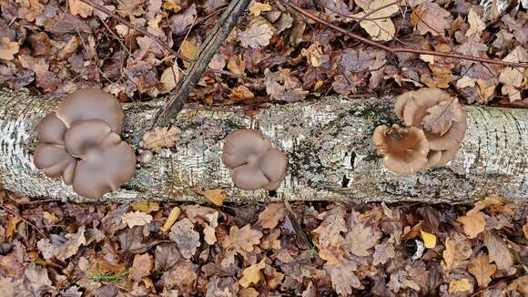 Image of Pleurotus ostreatus (Jacq.) P. Kumm. 1871