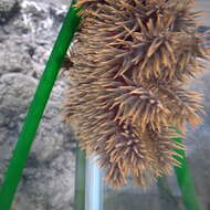 Image of crown of thorns starfishes