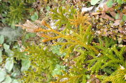 Imagem de Austrolycopodium fastigiatum (R. Br.) Holub