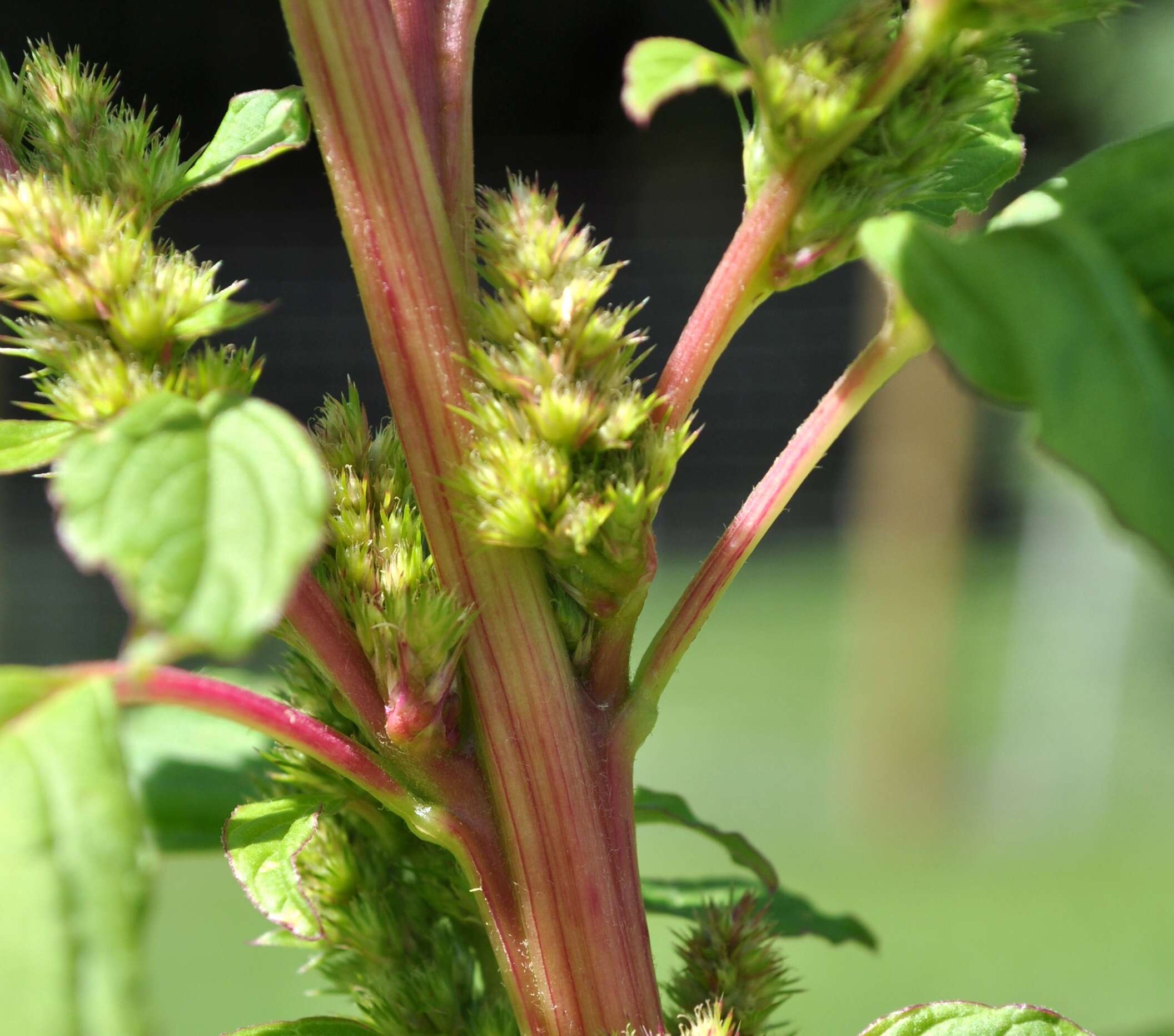 Imagem de Amaranthus powellii S. Wats.