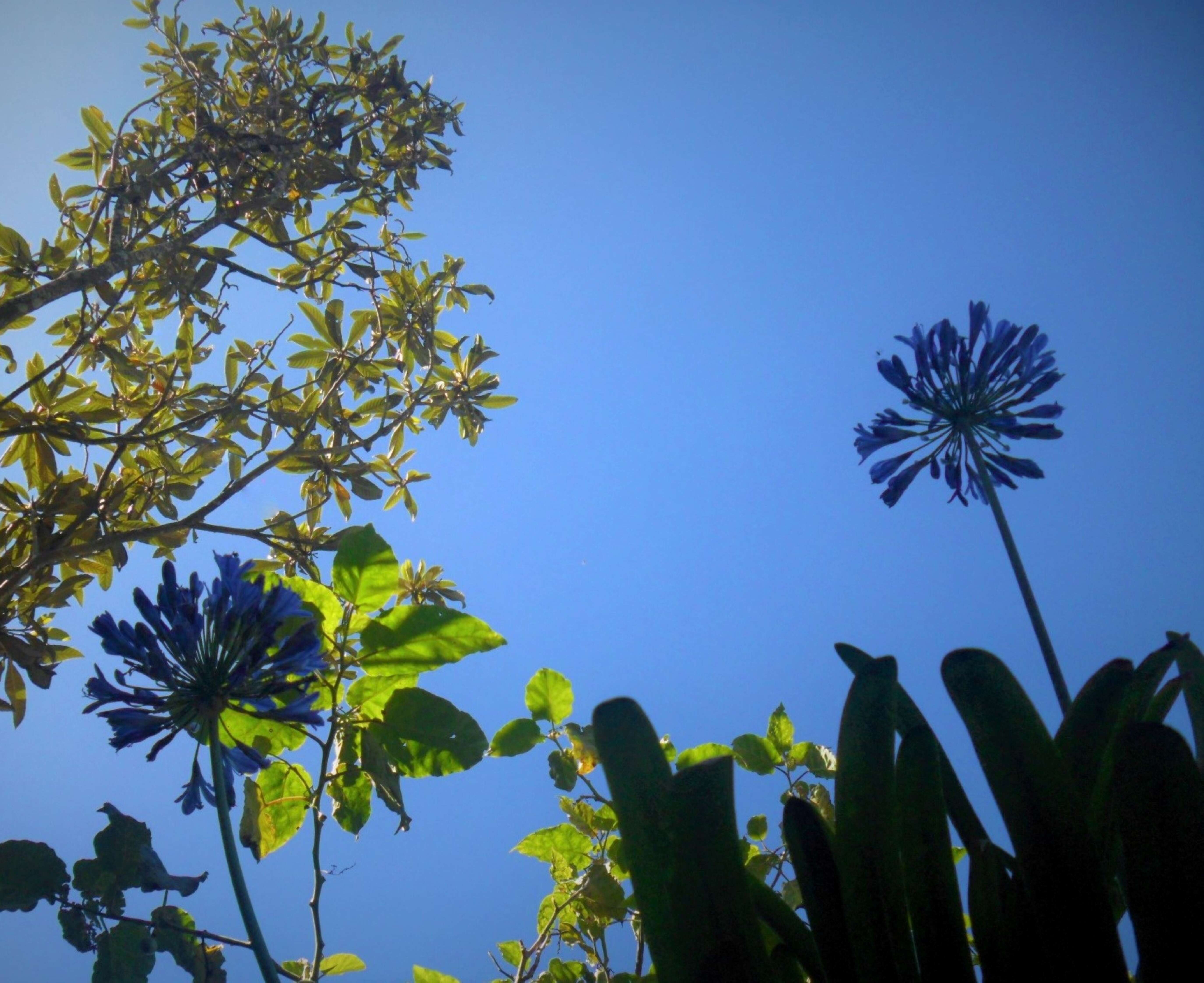 Imagem de Agapanthus africanus (L.) Hoffmanns.