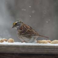 Image of White-throated Sparrow