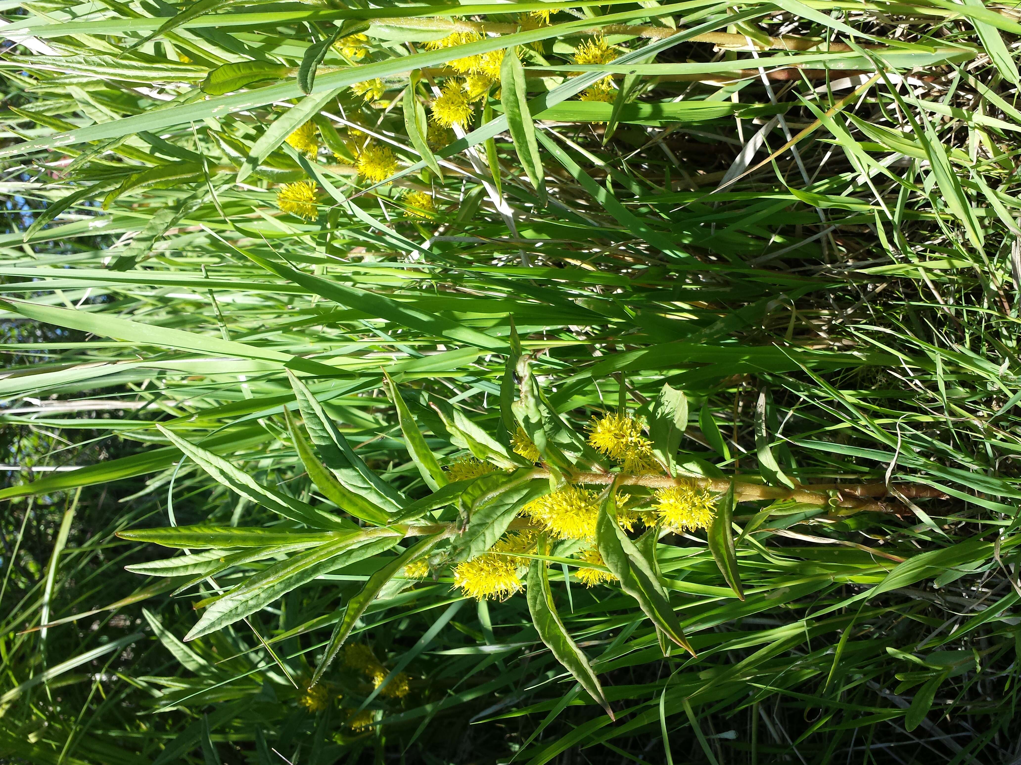 Image of Tufted Loosestrife