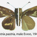 Image of Pastria pastria Evans 1949