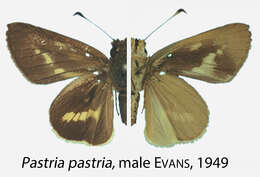 Image of Pastria pastria Evans 1949