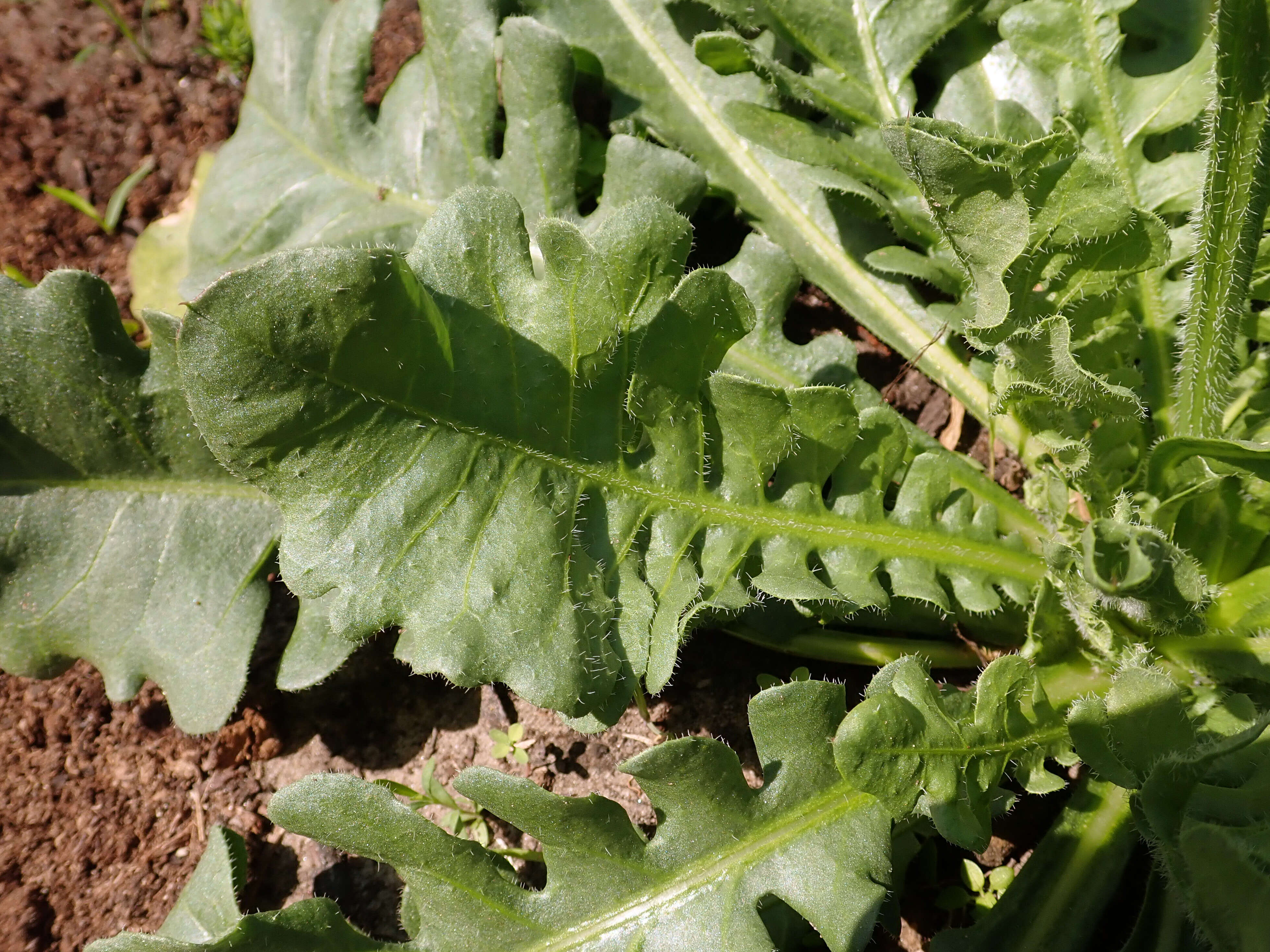 Imagem de Limonium sinuatum (L.) Miller