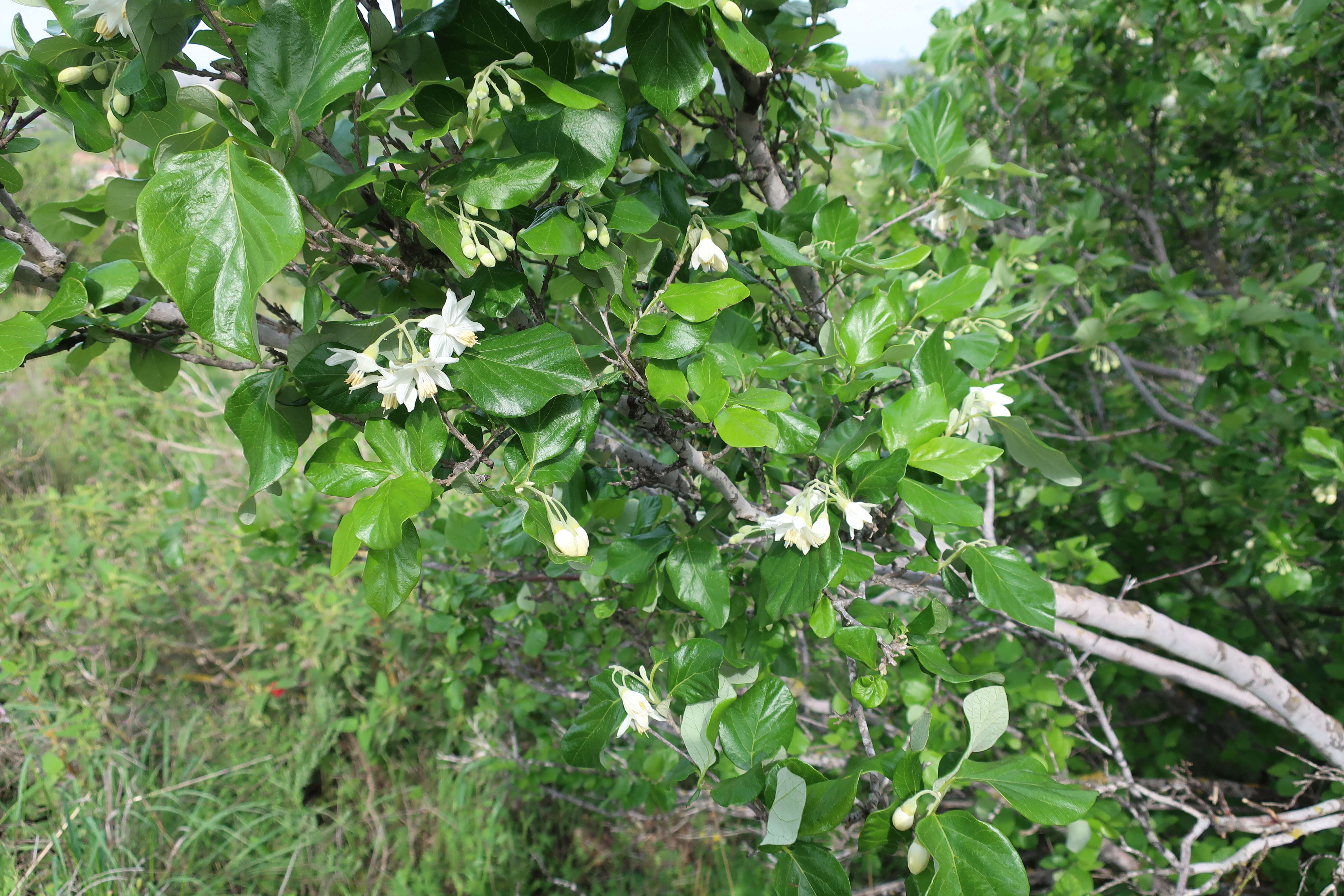 Image of Friar's balsam