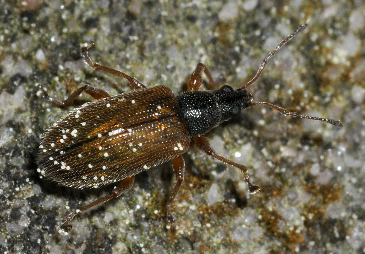 Image of Brown Leaf Weevil