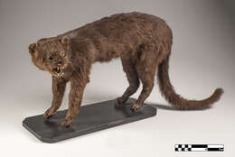 Image of Jaguarundi