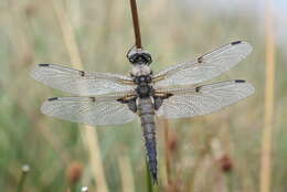 Image of Four-spotted Chaser