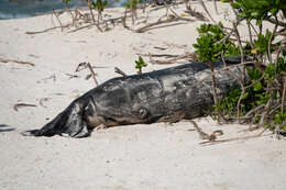 Image of Hawaiian Monk Seal