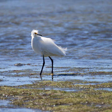 Image of Snowy Egret