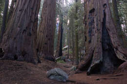 Image of giant sequoia