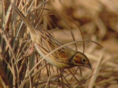 Image of Chestnut-eared Bunting