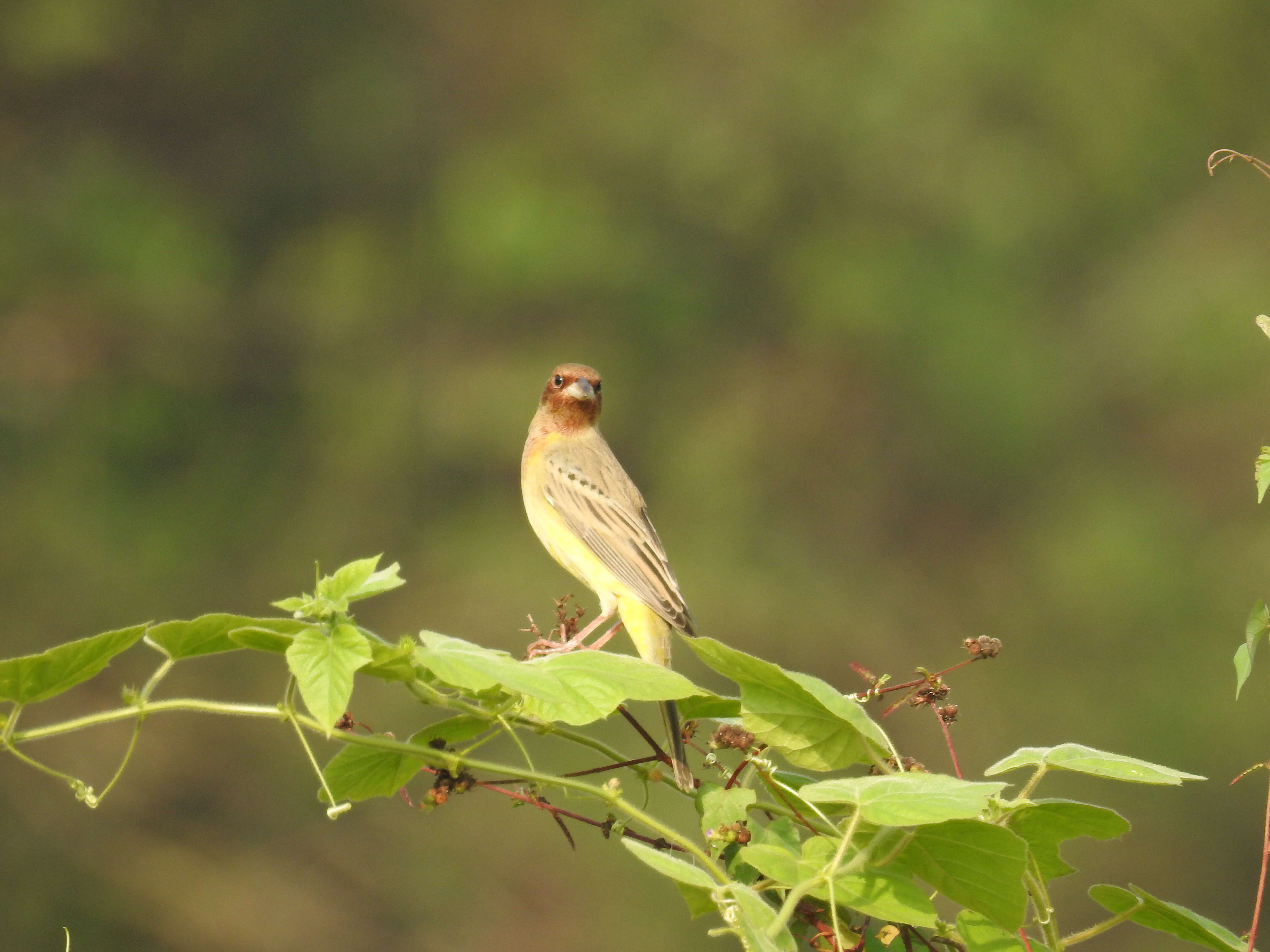 Image of Brown-headed Bunting