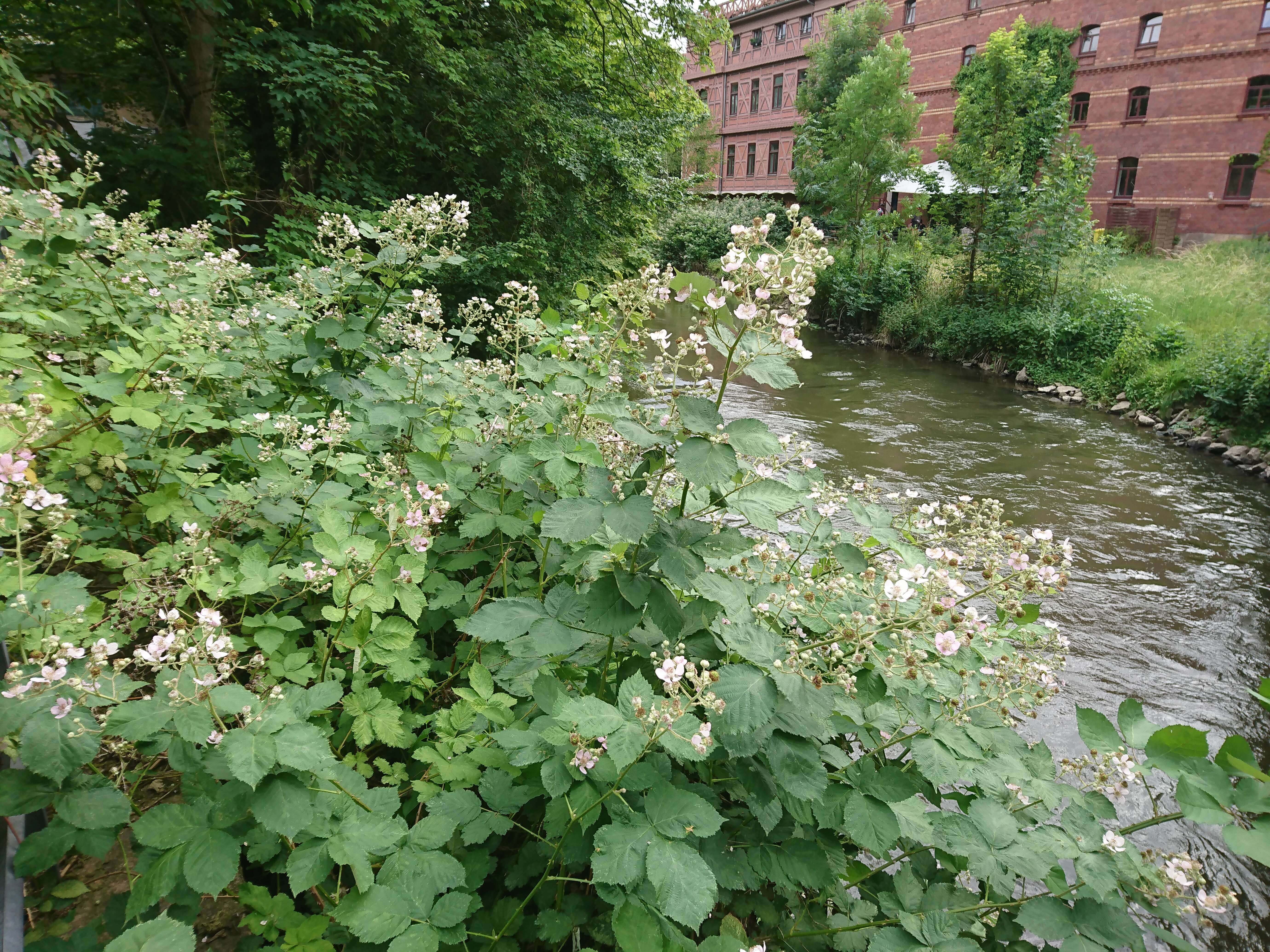 Image of Himalayan blackberry