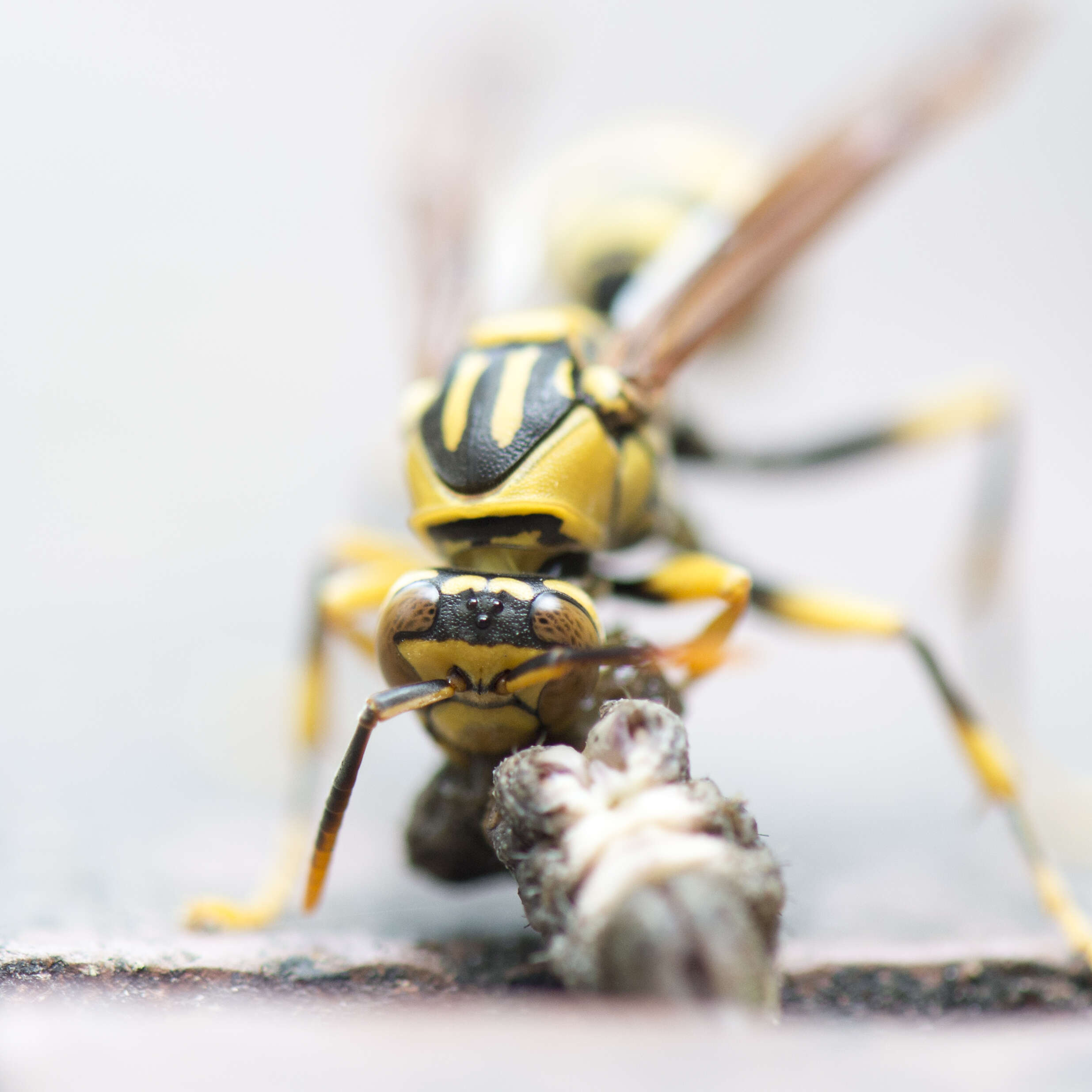 Image of Polistes rothneyi Cameron 1900