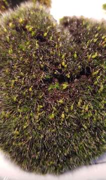 Image of pulvinate dry rock moss