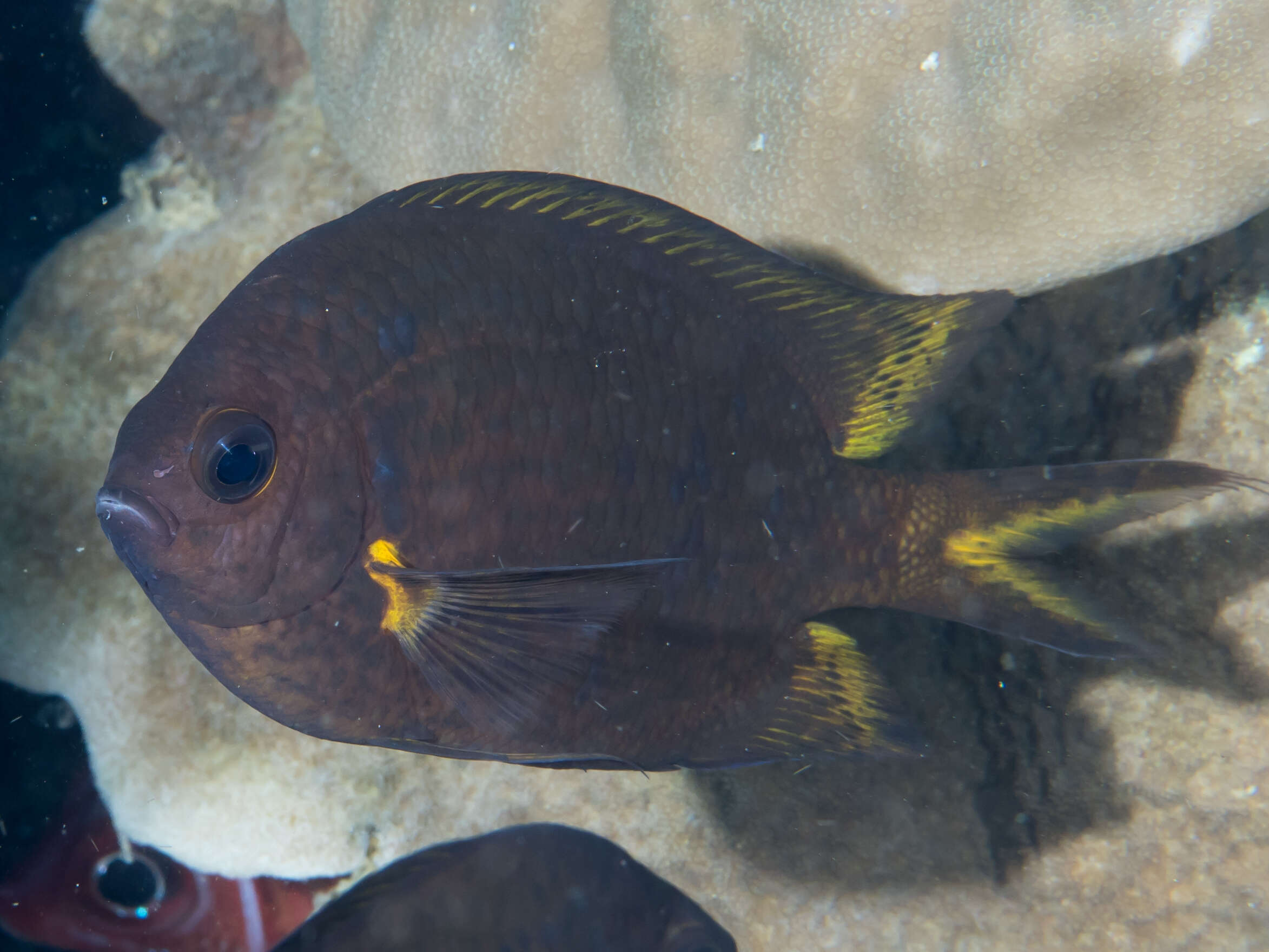Image of Acanthochromis