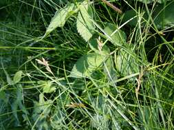 Image of quaking-grass sedge