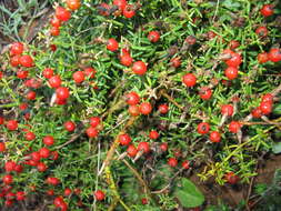 Image of Christmas berry