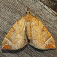 Image of Chevron Moth