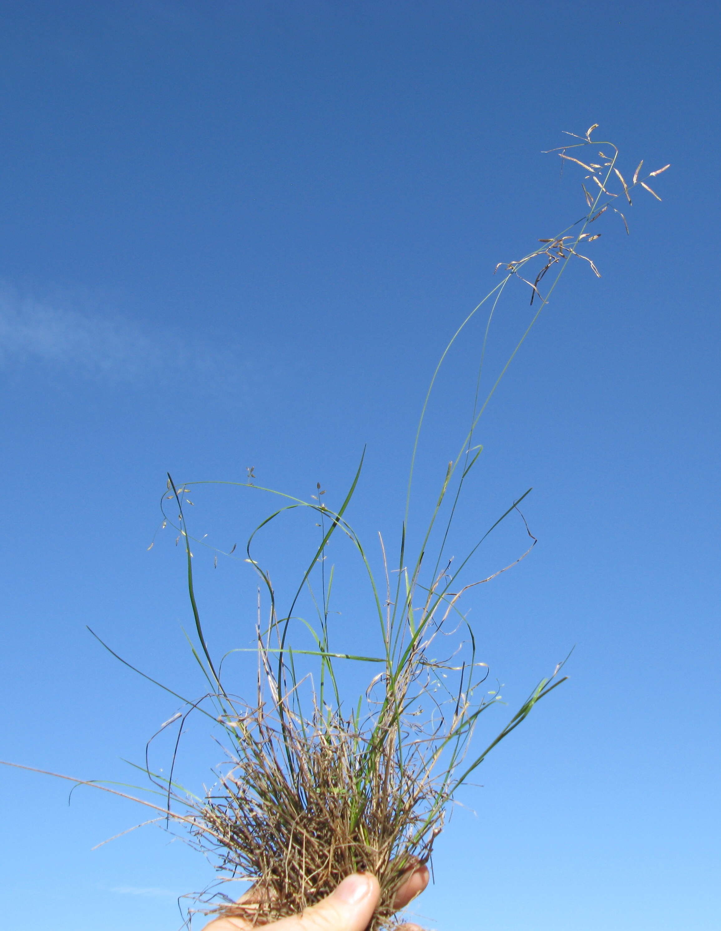 Image of Brown's lovegrass