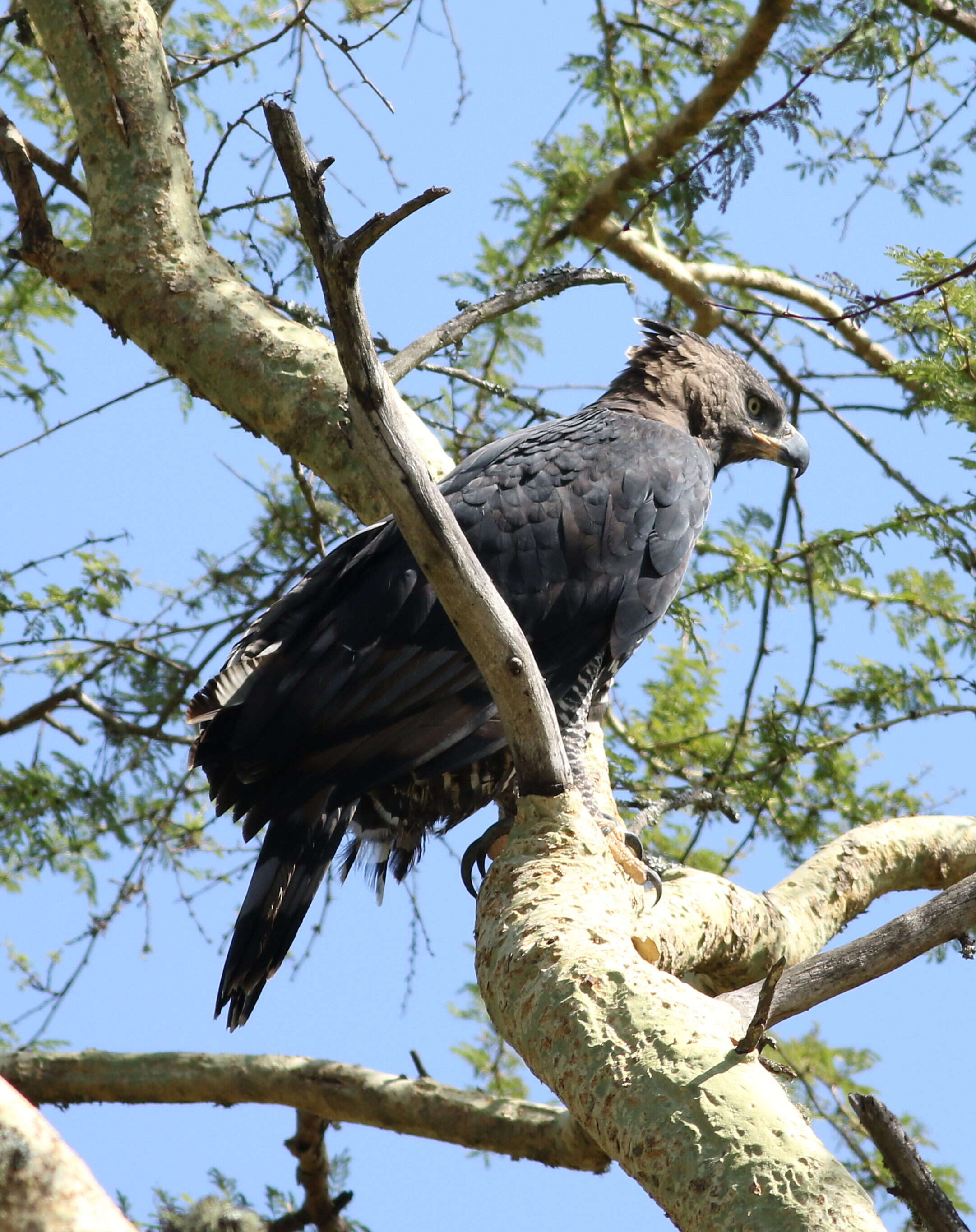 Image of Stephanoaetus Sclater & WL 1922