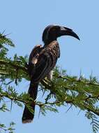 Image of African Grey Hornbill