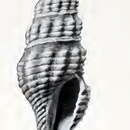 Image of Compsodrillia tricatenaria