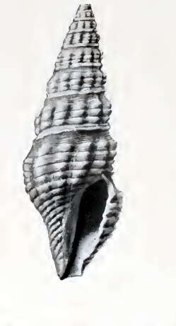 Image of Compsodrillia tricatenaria