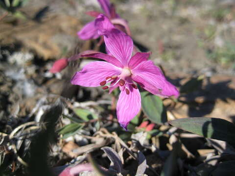 Image de Epilobium latifolium L.